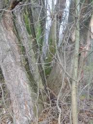 IMG_9580.JPG