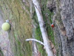 IMG_9582.JPG